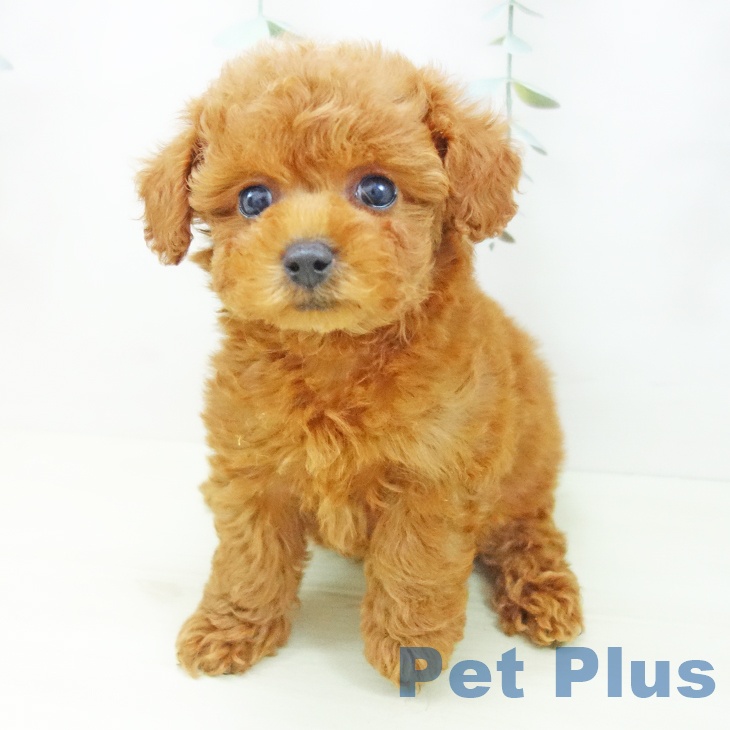 トイ・プードル