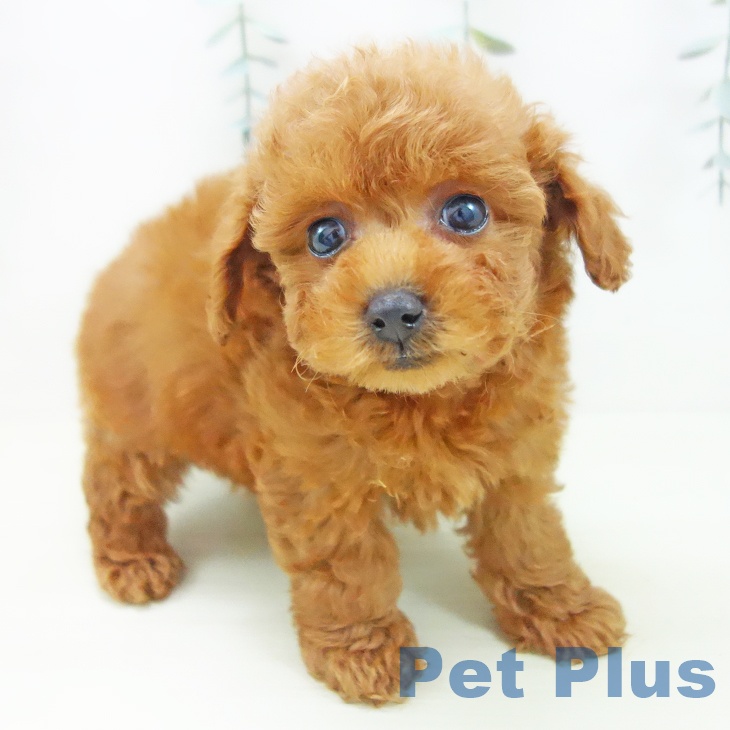 トイ・プードルの写真2