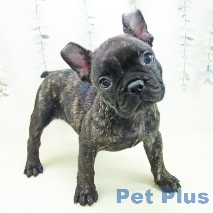 フレンチ・ブルドッグ