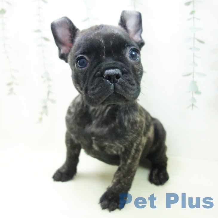 フレンチ・ブルドッグの写真2