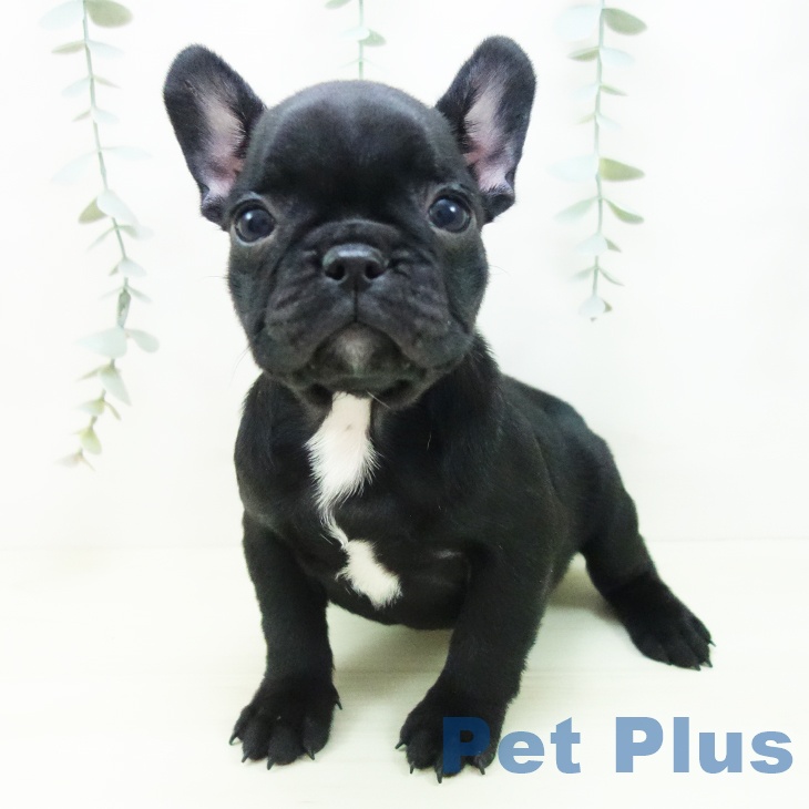 フレンチ・ブルドッグ