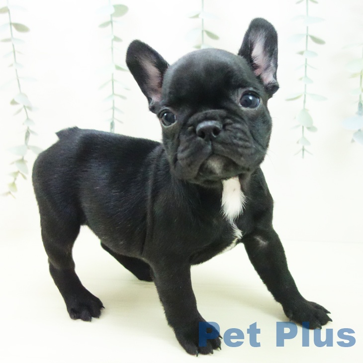 フレンチ・ブルドッグの写真2