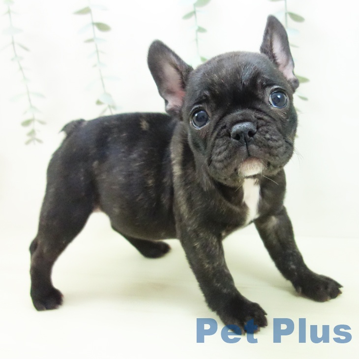 フレンチ・ブルドッグの写真2