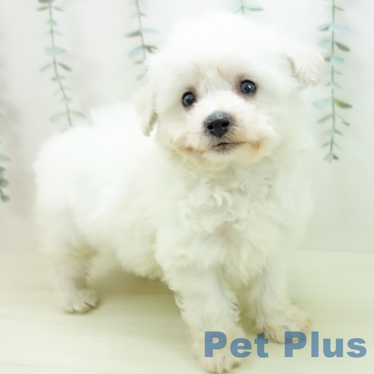 ビション・フリーゼの写真2