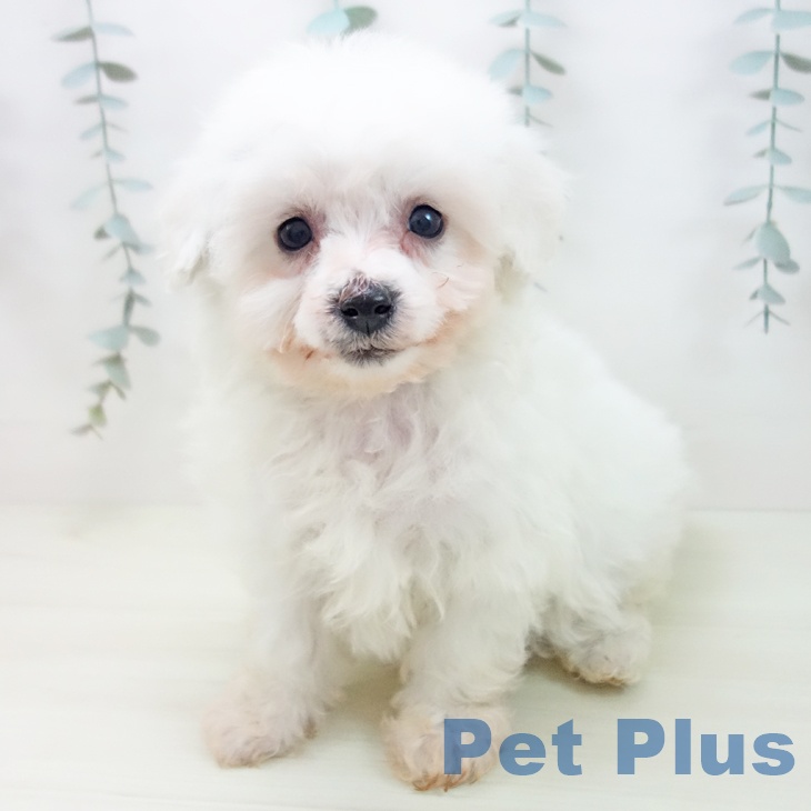 ビション・フリーゼ