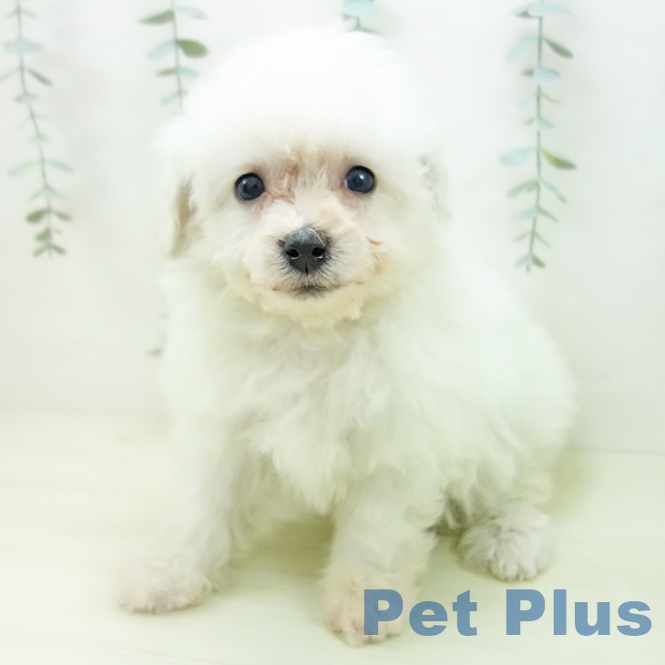 ビション・フリーゼ