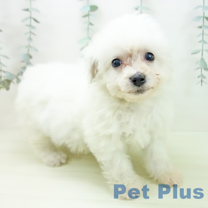 ビション・フリーゼの写真2