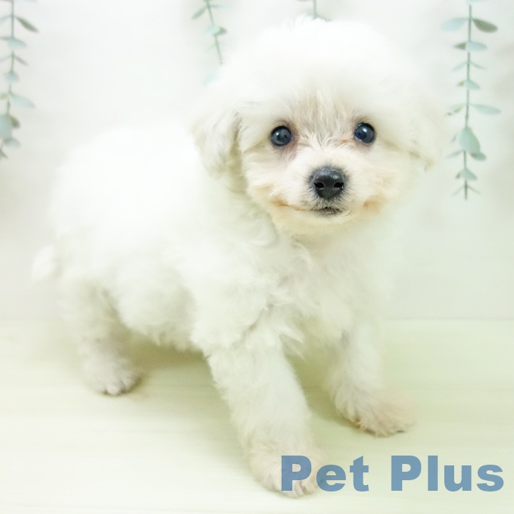 ビション・フリーゼ