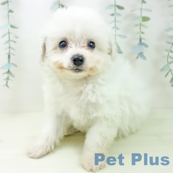 ビション・フリーゼの写真2