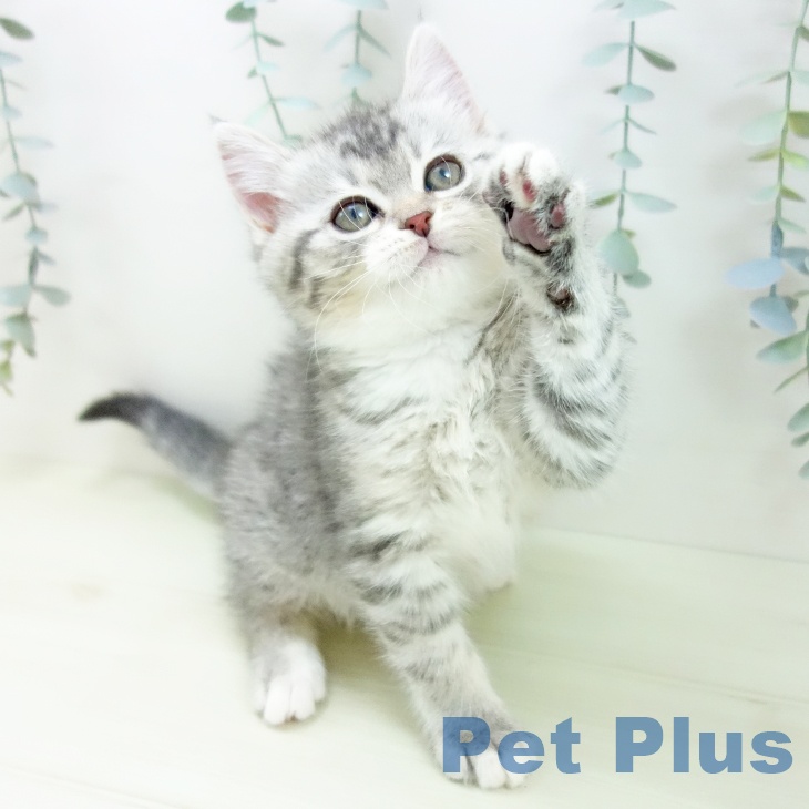 ミヌエットの写真2