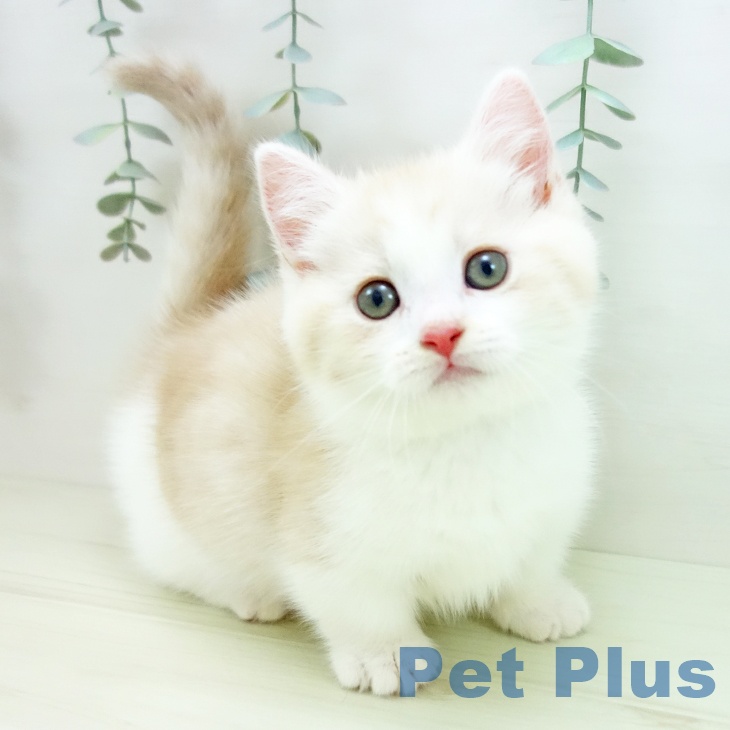 ミヌエットの写真2