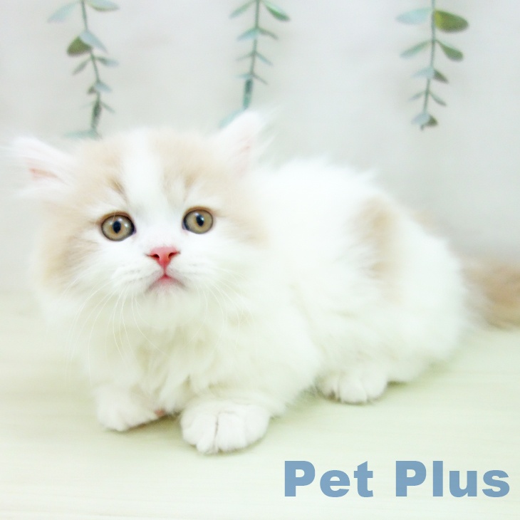 ミヌエットの写真2