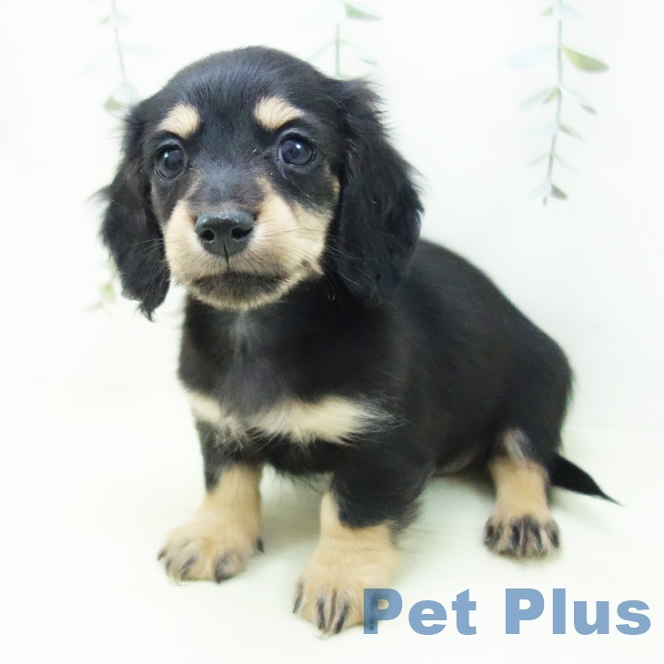 ミニチュア・ダックスフンド