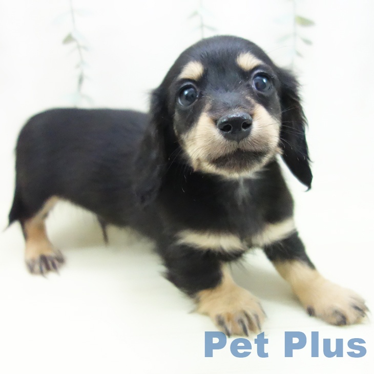 ミニチュア・ダックスフンドの写真2