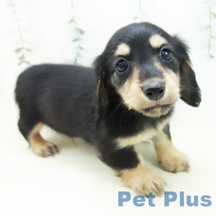 ミニチュア・ダックスフンド