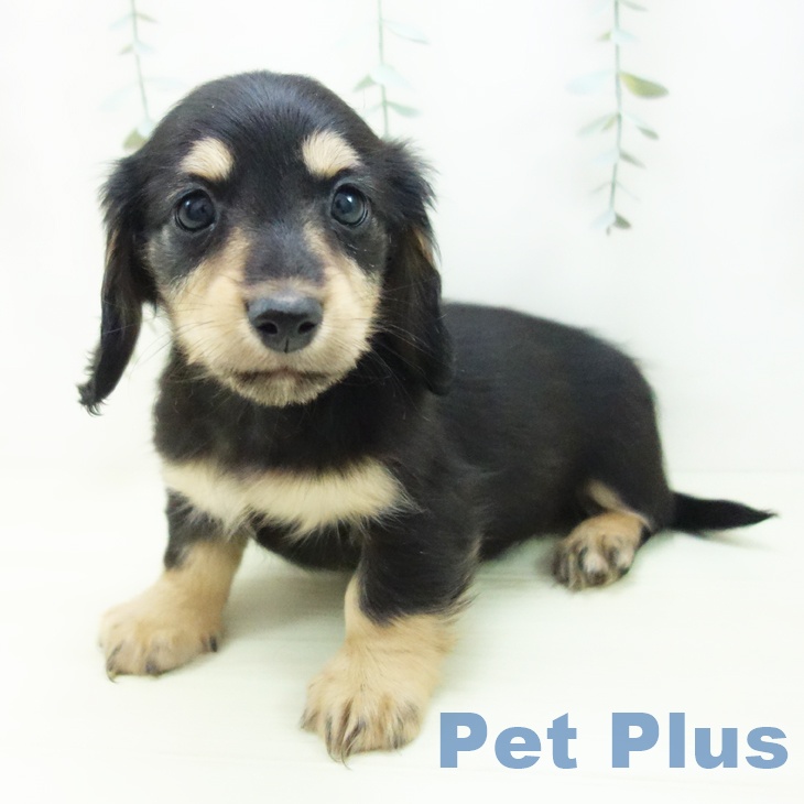 ミニチュア・ダックスフンドの写真2