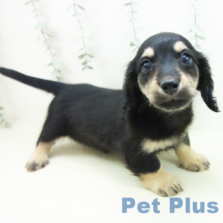 ミニチュア・ダックスフンドの写真2