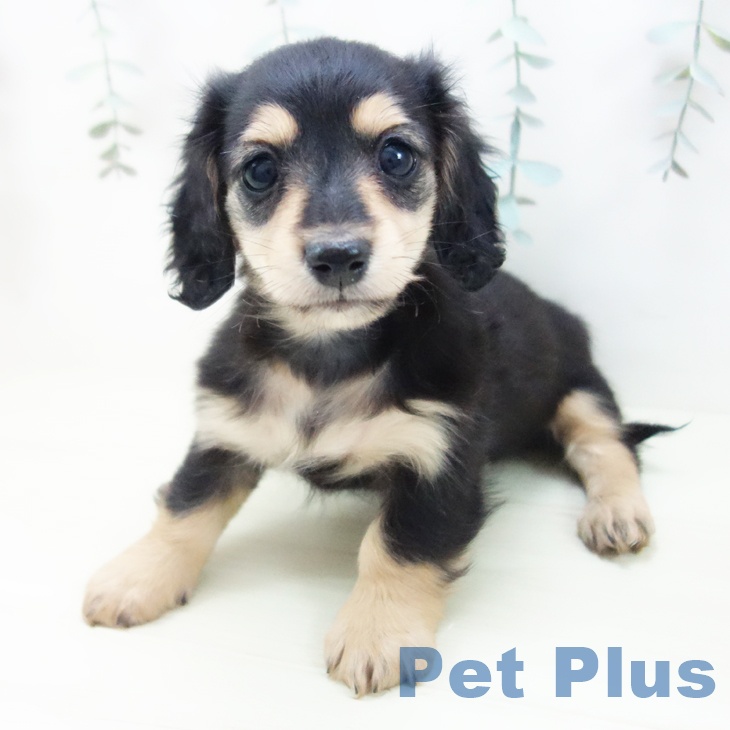 ミニチュア・ダックスフンド