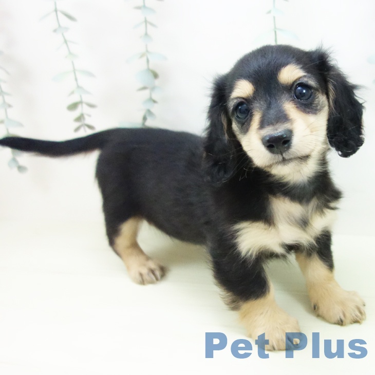 ミニチュア・ダックスフンドの写真2