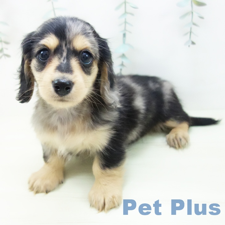 ミニチュア・ダックスフンド