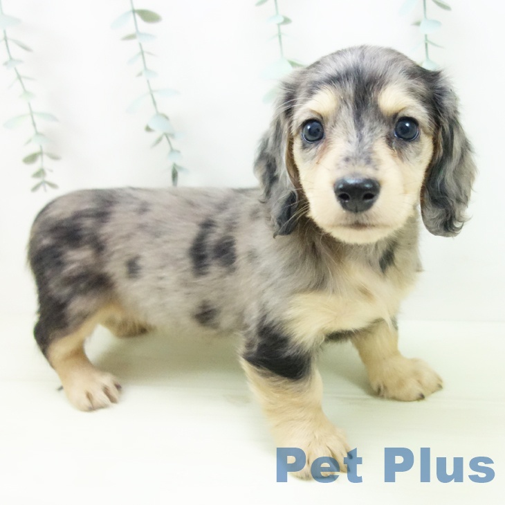 ミニチュア・ダックスフンド