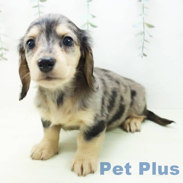 ミニチュア・ダックスフンドの写真2