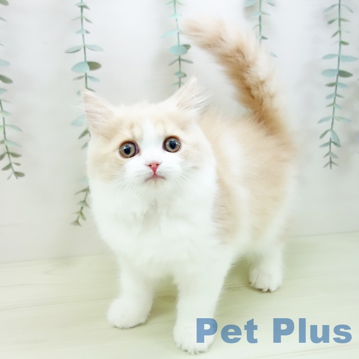 ブリティッシュロングヘア