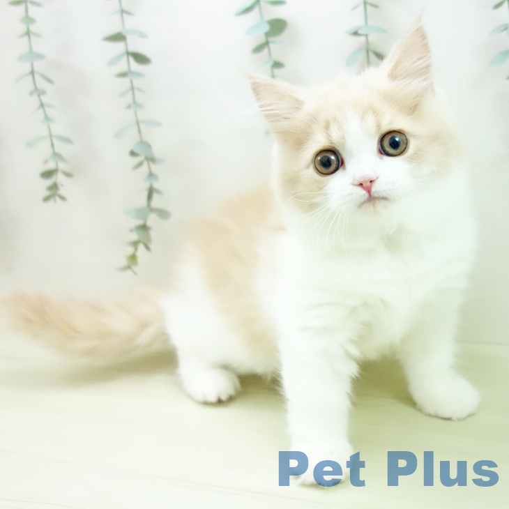 ブリティッシュロングヘアの写真2