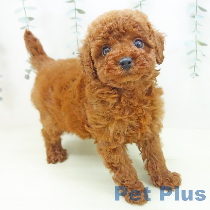 トイ・プードル