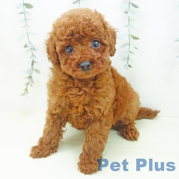 トイ・プードルの写真2