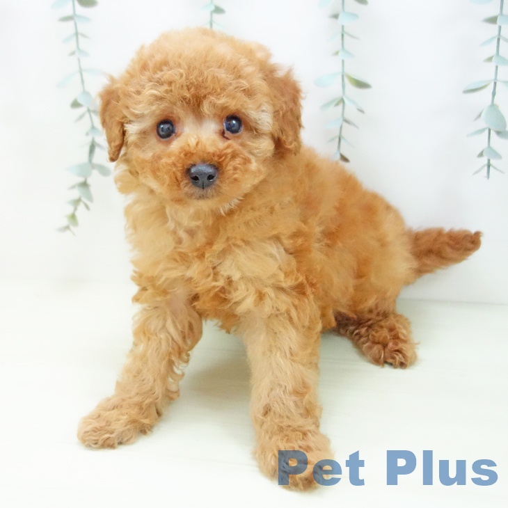 トイ・プードルの写真2