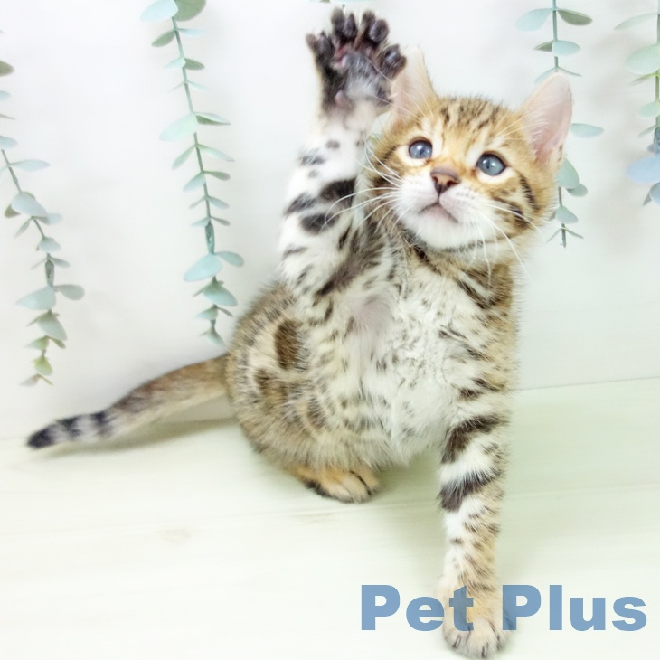 ベンガルの写真2