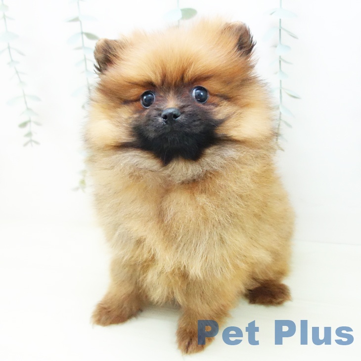 ポメラニアンの写真2