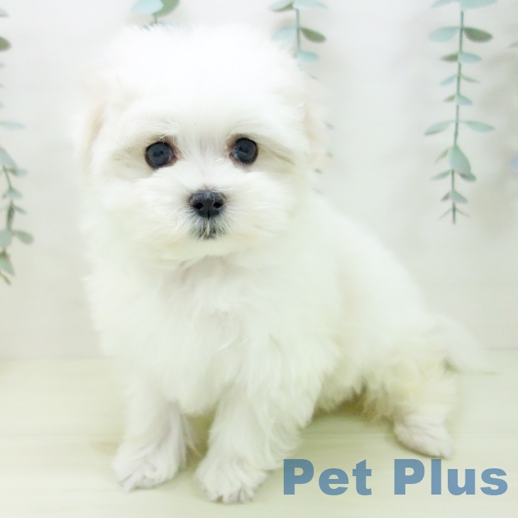 マルチーズの写真2