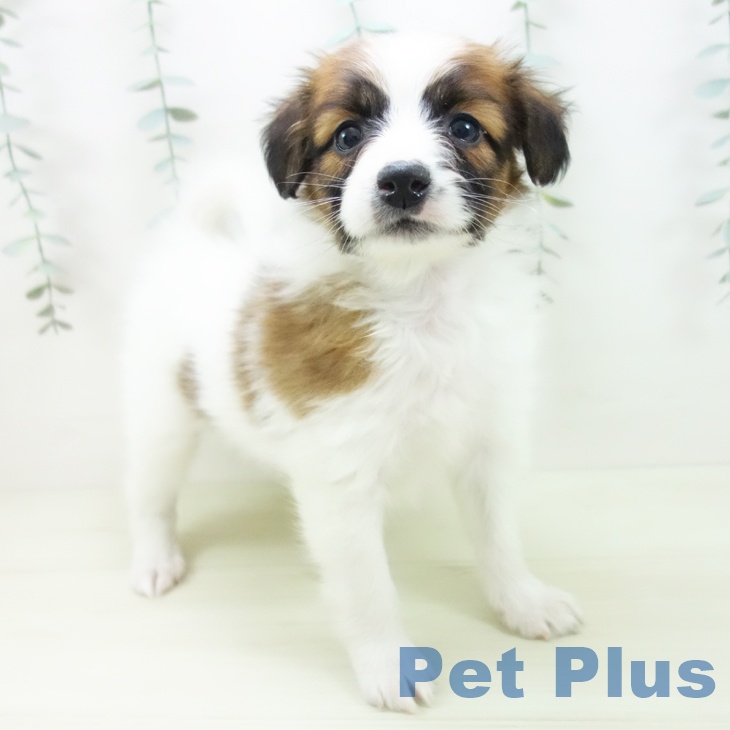 パピヨンの写真2