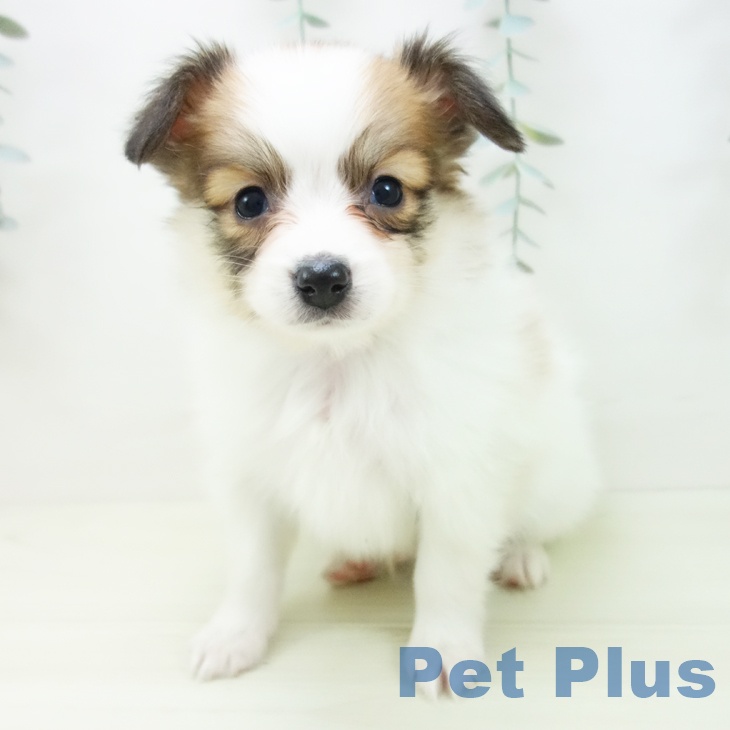 パピヨンの写真2