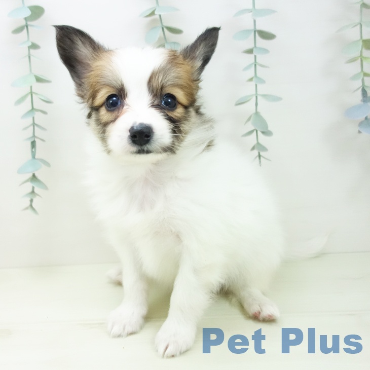 パピヨンの写真2