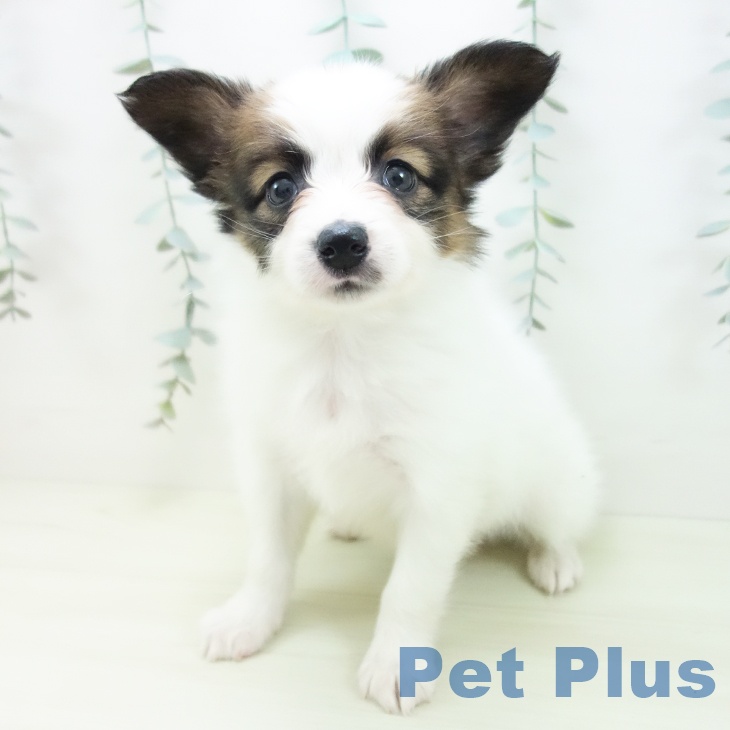 パピヨンの写真2