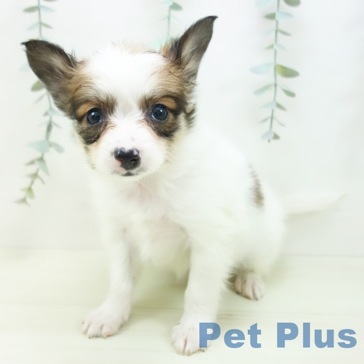 パピヨンの写真2