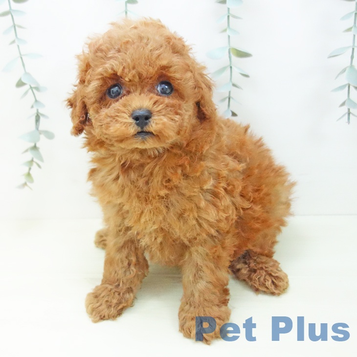 トイ・プードルの写真2