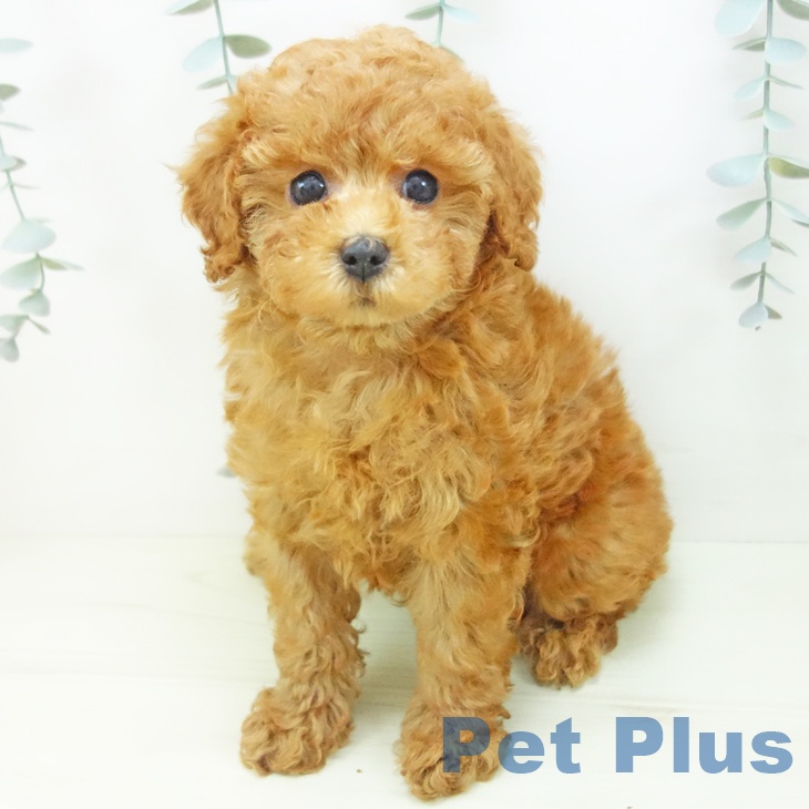 トイ・プードル