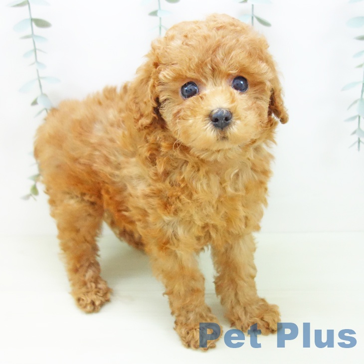 トイ・プードルの写真2