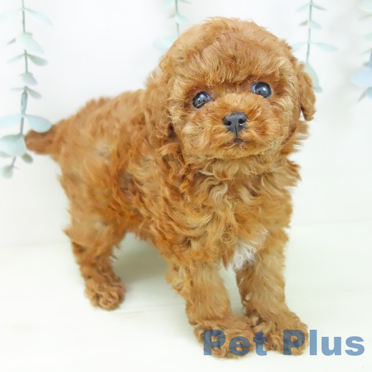 トイ・プードルの写真2