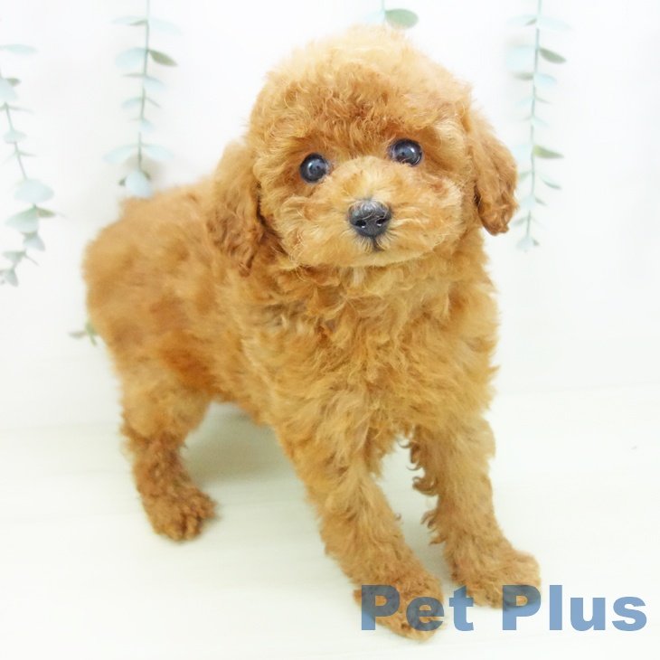 トイ・プードル