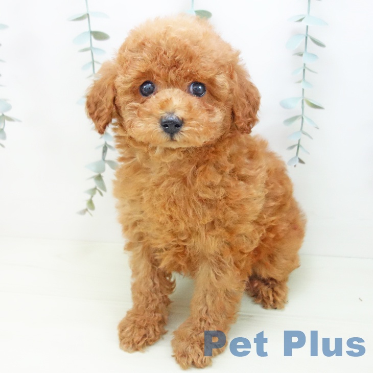 トイ・プードルの写真2