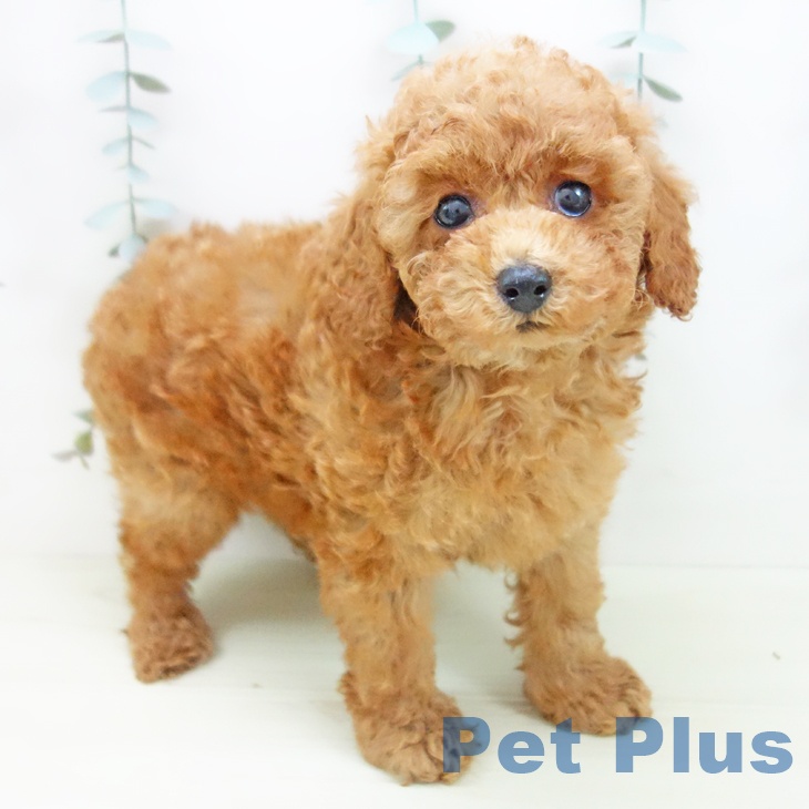 トイ・プードル