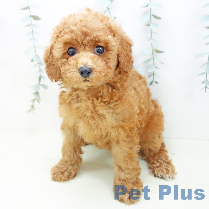 トイ・プードルの写真2