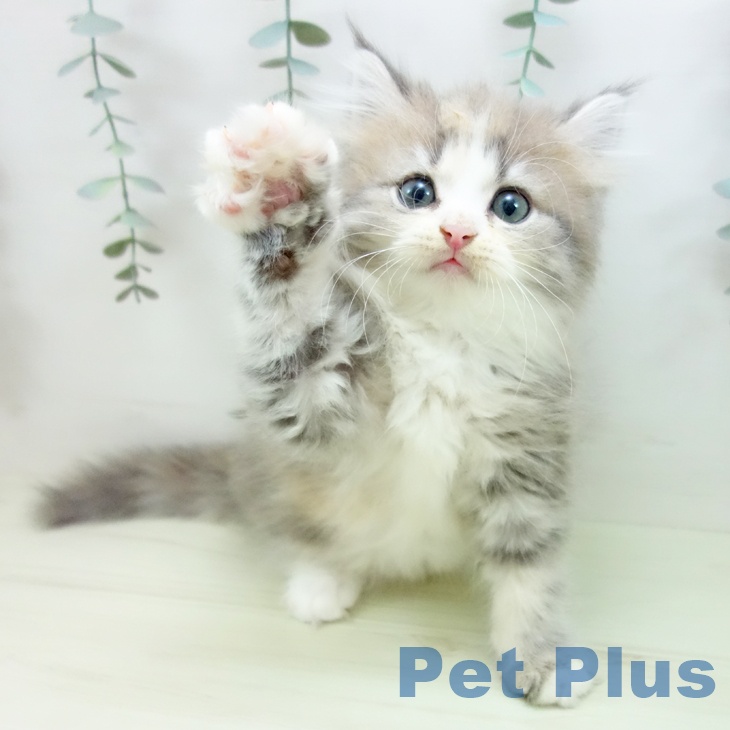 ラガマフィンの写真2