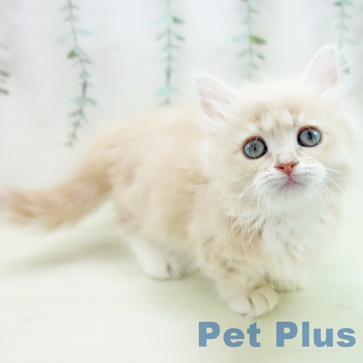 ミヌエットの写真2