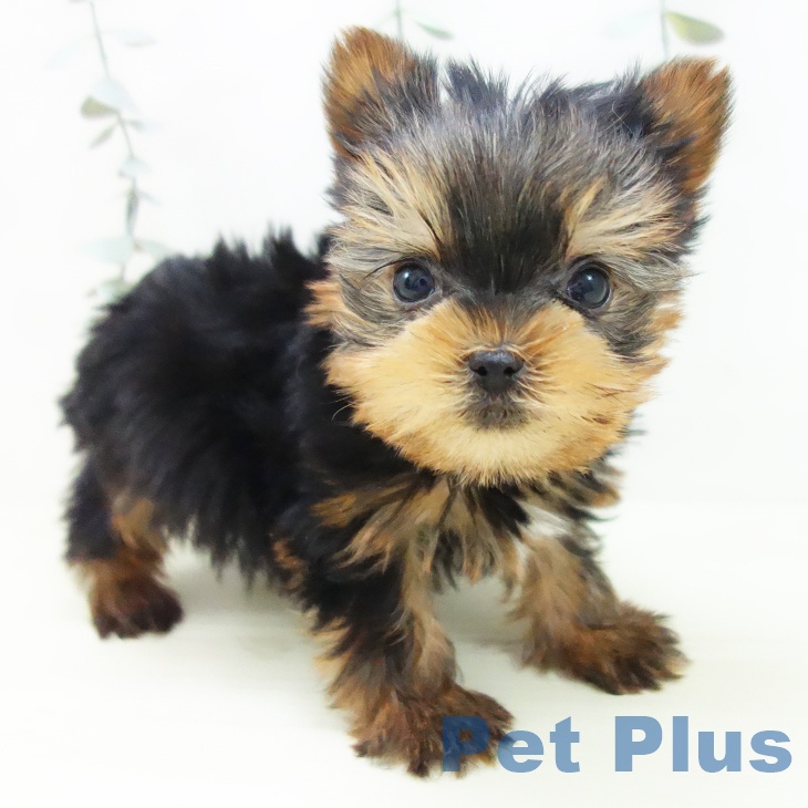 ヨークシャー・テリア